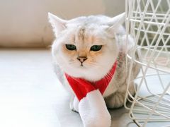 -猫儿山۰猫主题餐厅