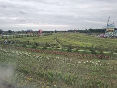 -荷兰花海