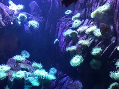 -瑞普利水族馆