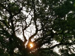 -九龙公园