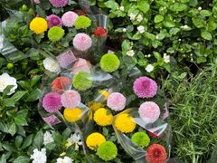 -循礼门鲜花花市(武汉循礼门店)