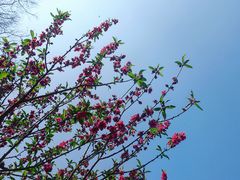 -桃花涧
