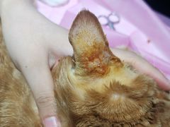 -北京观赏动物医院·24小时大型综合·猫专科·异宠专科