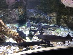 -迪拜水族馆及水下动物园