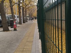 -三里屯东五街银杏大道
