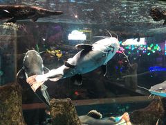 -顺德南宏海立方海洋公园