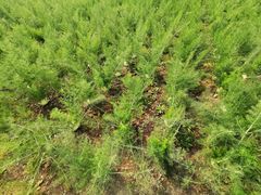 -中国天府农业博览园