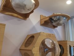 -猫咪派对(江南西店)