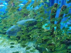 -上海海昌海洋公园