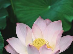 -四川大学(华西校区)