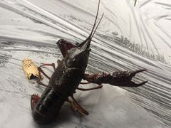 -霸王虾·麻辣小龙虾(清水河公园店)