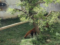 -青藏高原野生动物园