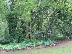 -中国科学院西双版纳热带植物园