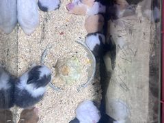 -双季花艺园艺市场(浦东店)