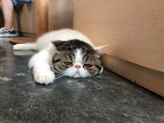 -瞄一喵猫咖(格力海岸店)