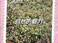 -杨高南路(地铁站)