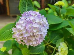 -谷咖啡·鲜花绿植花园餐厅