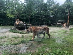 -上海野生动物园老虎餐厅