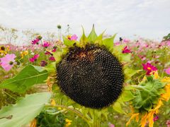 -嘉北郊野公园