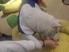 -逗柴咖啡屋·狗咖猫咖宠物桌游