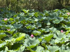 -合肥滨湖国家森林公园