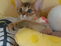 -欣宠猫屋·矮脚拿破仑·蓝金金渐层