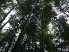 -石塘人家