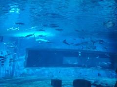 -北戴河圣蓝海洋公园