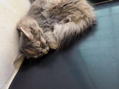 -楼上猫咖(罗湖店)
