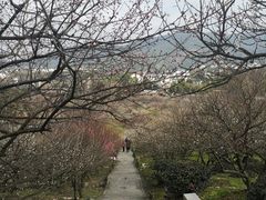 -香雪海