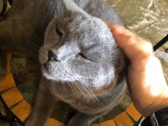 -猫猫幼稚园·撸猫·桌游·电玩