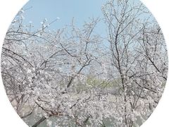 -桃花堤公园