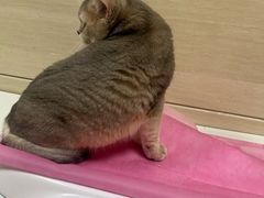 -北京观赏动物医院·24小时大型综合·猫专科·异宠专科