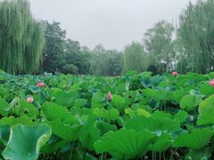 -莲湖公园