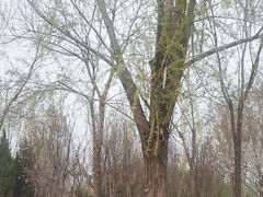 -永定河休闲森林公园