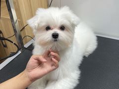 -帕帕拉兹宠物(亚洲旗舰店)