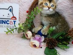 -十年猫舍·猫咪专门店(普陀店)