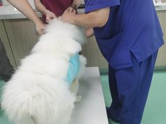 -北京观赏动物医院·24小时大型综合·猫专科·异宠专科