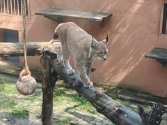 -青藏高原野生动物园