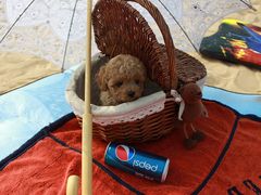 -青岛第三海水浴场