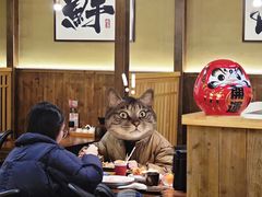 -一豚轩·烧鸟·豚骨拉面(五四路店)