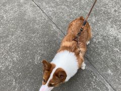 -星巴克(绵阳涪城凯德店)