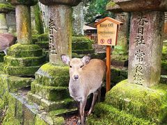 -奈良公园