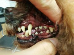 -八公叔叔宠物美容连锁(春申店)