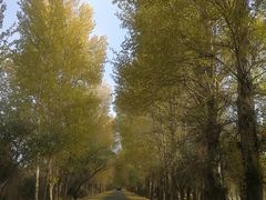 -金塔沙漠胡杨林景区