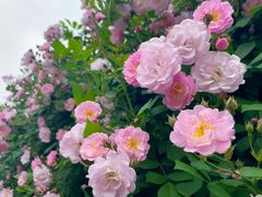 -锡师附小学(学前街校区)