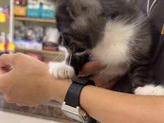 -瑞鹏宠物医院·骨科·猫科·内科(第一中心)