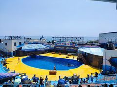 -海合安青岛极地海洋公园