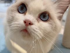 -momokira米努特·德文卷毛猫·棉花面纱犬