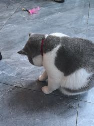 -和木形象